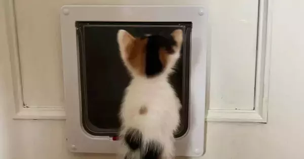 猫用扉におててをかけていた『パヤパヤ子猫』…たまらなくかわいい『後ろ姿』に悶絶する人が続出「語彙力無くなった」「天使かな」