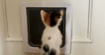 猫用扉におててをかけていた『パヤパヤ子猫』…たまらなくかわいい『後ろ姿』に悶絶する人が続出「語彙力無くなった」「天使かな」