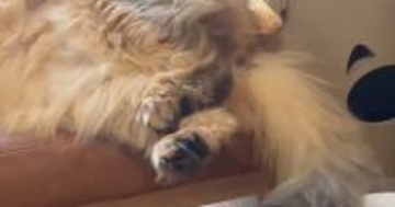 猫がいる方向から『謎の音』→何かと思ったら…『まさかの行動』に笑ってしまう人が続出「楽しんでいそうｗ」「暑くなってきたからねｗ」