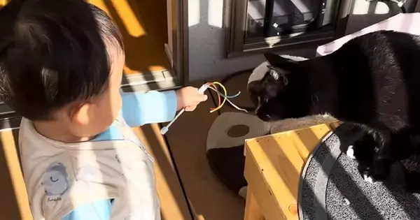 赤ちゃんのそばを離れないネコ→まるでボディーガードのようで…微笑ましい日常の光景に「いいお兄ちゃん」「可愛すぎてほっこり」と反響