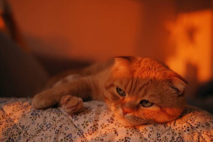猫が『寝不足』に陥ってしまう原因4つ　病気が隠れている可能性も？対処法まで解説