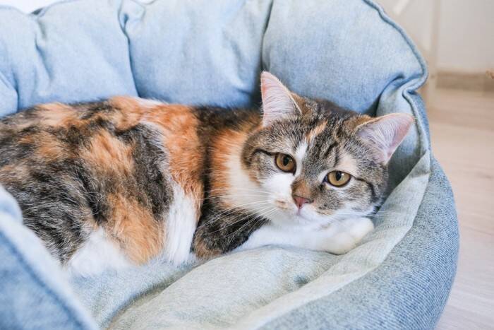 猫が『寝不足』に陥ってしまう原因4つ　病気が隠れている可能性も？対処法まで解説