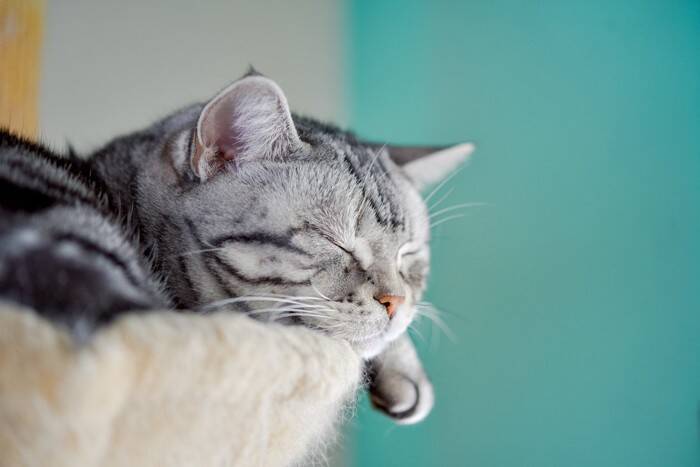 猫が『寝不足』に陥ってしまう原因4つ　病気が隠れている可能性も？対処法まで解説