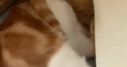 猫たちにかかっているブランケットをめくったら→頭に…『まさかの光景』に爆笑の声続出「電車の中で吹き出しそうになったｗ」「ニューヘアｗ」