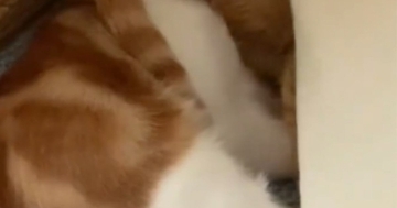 猫たちにかかっているブランケットをめくったら→頭に…『まさかの光景』に爆笑の声続出「電車の中で吹き出しそうになったｗ」「ニューヘアｗ」