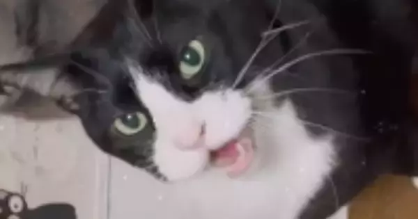 「完全にエンジン音ｗ」お皿の前にやってきた猫が口を開いた瞬間…あまりにも予想外な『鳴き声』に39万いいね「草刈機みたい」「うがいｗｗ」