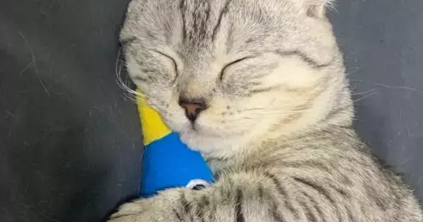 ぬいぐるみを抱いて寝るネコ→ぬいぐるみが途中で抜けてしまい…とんでもなく尊い『まさかの光景』に「胸がぎゅっとなった」「最高に可愛い」