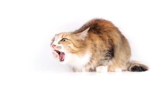 猫の『嘔吐の頻度』を少なくする4つの方法　戻してしまう理由や改善すべきポイント