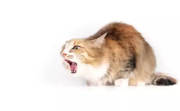 猫の『嘔吐の頻度』を少なくする4つの方法　戻してしまう理由や改善すべきポイント