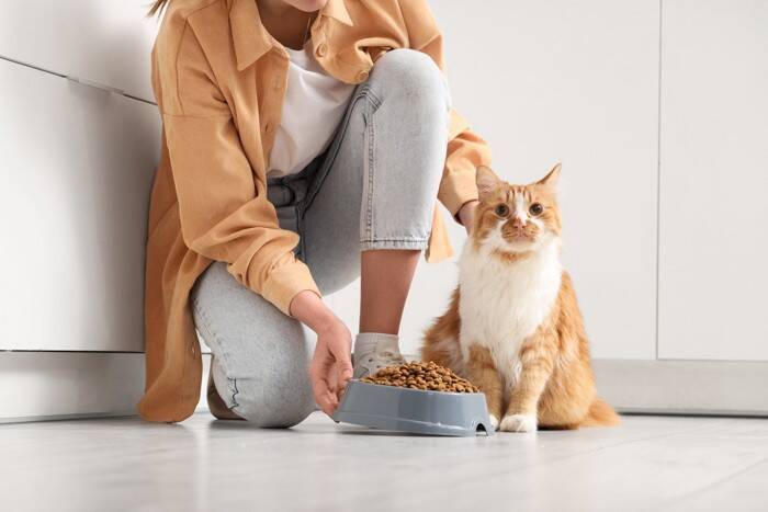 猫の『嘔吐の頻度』を少なくする4つの方法　戻してしまう理由や改善すべきポイント