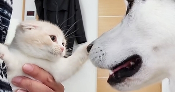 子猫を迎えて5年、優しい先住犬たちに育てられた結果…尊すぎる『成長記録』が21万再生「愛情に感動した」「涙が出るほど可愛い」