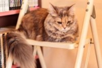 猫を『分離不安症』にさせる原因3つ　飼い主さんが取るべき対応や予防法
