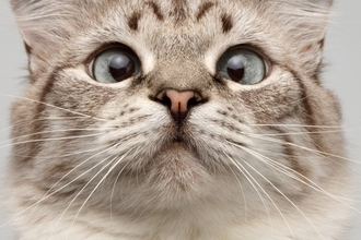 猫が『鼻水』でつらそうなときの対処法3選　鼻水・鼻詰まりの原因となる病気も解説