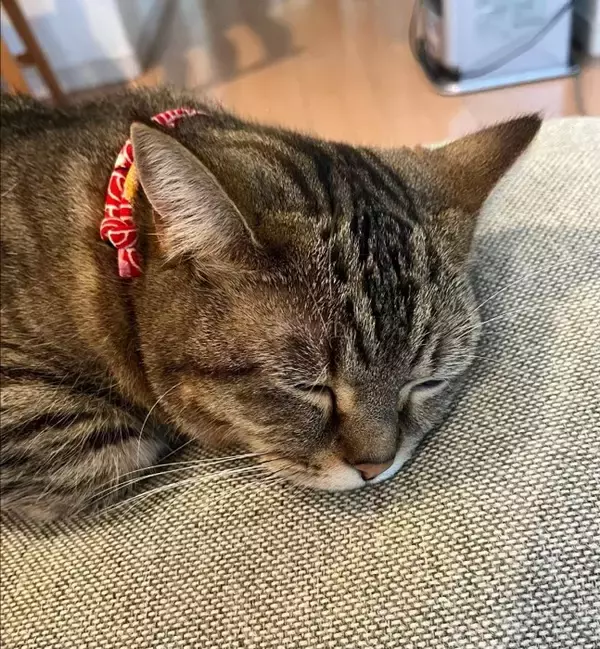 家に誰もいないと思い寂しがっていた猫→娘が声をかけたら…『見つけた瞬間の反応』が尊すぎると173万再生「可愛いの塊」「たまらん」