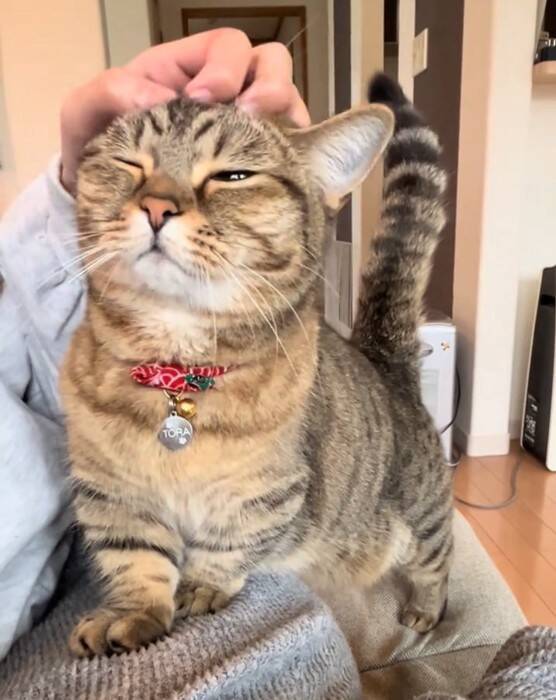 家に誰もいないと思い寂しがっていた猫→娘が声をかけたら…『見つけた瞬間の反応』が尊すぎると173万再生「可愛いの塊」「たまらん」