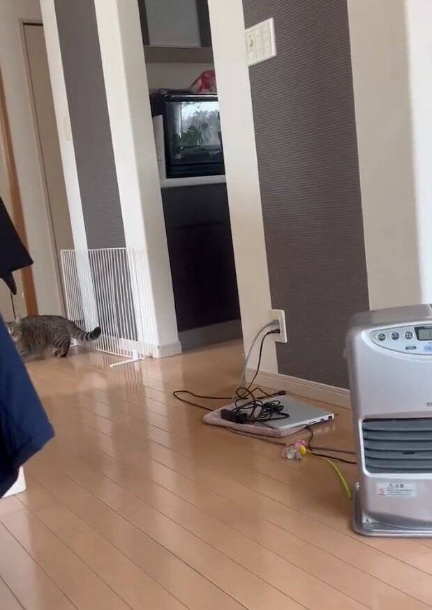 家に誰もいないと思い寂しがっていた猫→娘が声をかけたら…『見つけた瞬間の反応』が尊すぎると173万再生「可愛いの塊」「たまらん」