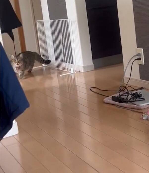 家に誰もいないと思い寂しがっていた猫→娘が声をかけたら…『見つけた瞬間の反応』が尊すぎると173万再生「可愛いの塊」「たまらん」