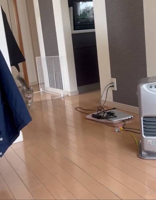 家に誰もいないと思い寂しがっていた猫→娘が声をかけたら…『見つけた瞬間の反応』が尊すぎると173万再生「可愛いの塊」「たまらん」