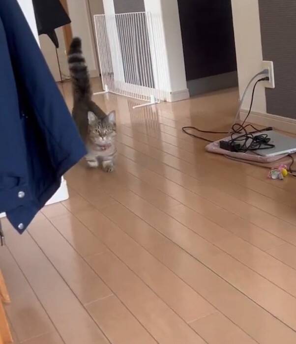 家に誰もいないと思い寂しがっていた猫→娘が声をかけたら…『見つけた瞬間の反応』が尊すぎると173万再生「可愛いの塊」「たまらん」