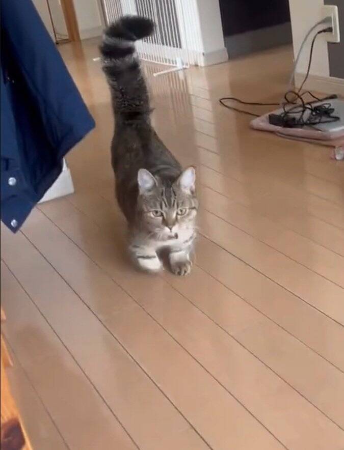 家に誰もいないと思い寂しがっていた猫→娘が声をかけたら…『見つけた瞬間の反応』が尊すぎると173万再生「可愛いの塊」「たまらん」