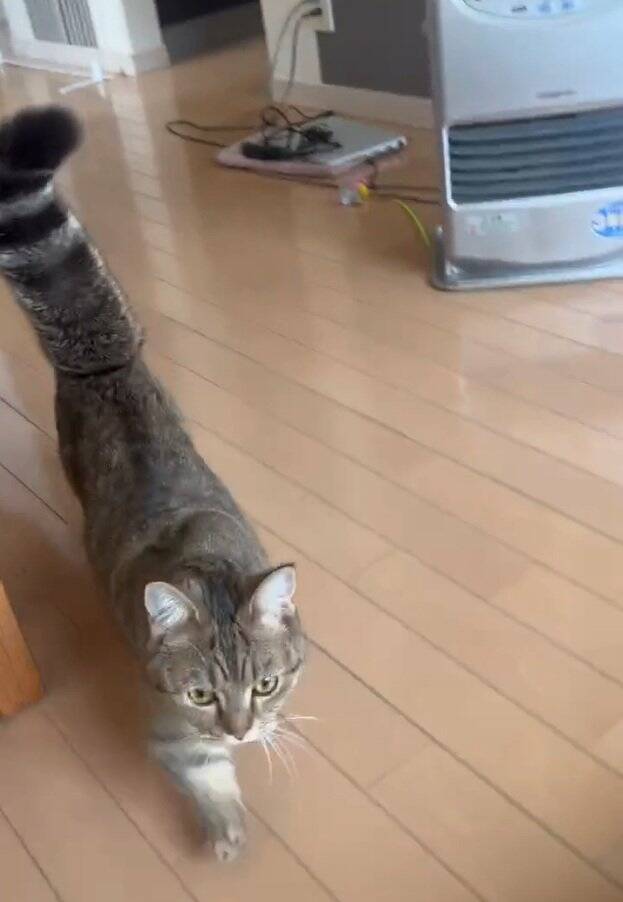 家に誰もいないと思い寂しがっていた猫→娘が声をかけたら…『見つけた瞬間の反応』が尊すぎると173万再生「可愛いの塊」「たまらん」