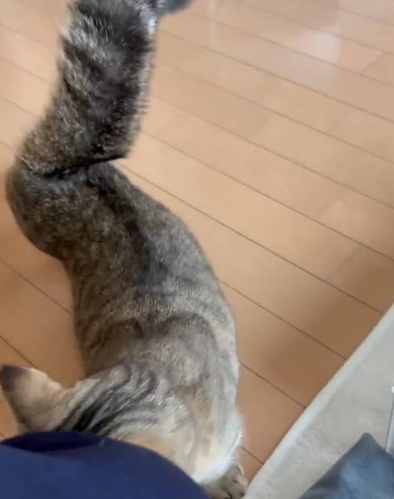 家に誰もいないと思い寂しがっていた猫→娘が声をかけたら…『見つけた瞬間の反応』が尊すぎると173万再生「可愛いの塊」「たまらん」