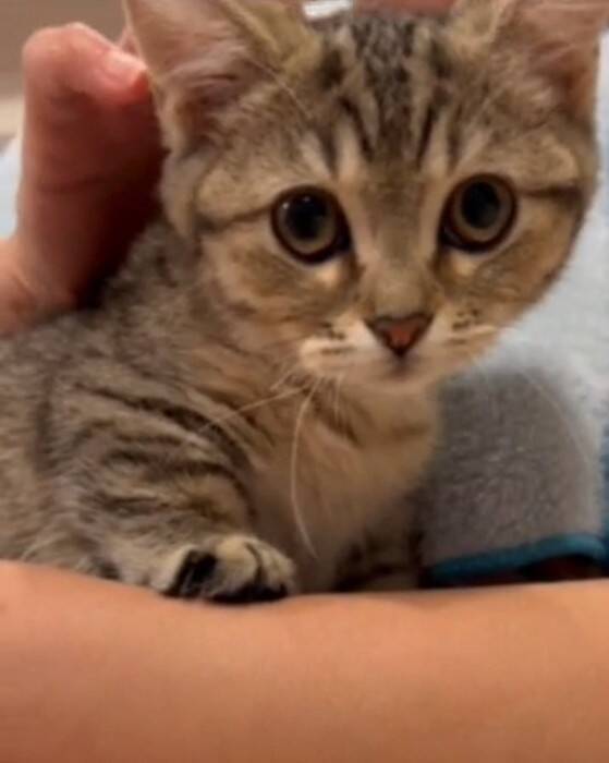 家に誰もいないと思い寂しがっていた猫→娘が声をかけたら…『見つけた瞬間の反応』が尊すぎると173万再生「可愛いの塊」「たまらん」