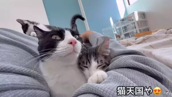 パパが猫達と添い寝してたら『ママ』が入室して…『幸せから一転』な光景が7.6万再生「ママが居なかったからｗ」「めっちゃ笑える」爆笑の声