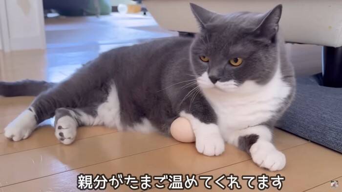 パパが猫達と添い寝してたら『ママ』が入室して…『幸せから一転』な光景が7.6万再生「ママが居なかったからｗ」「めっちゃ笑える」爆笑の声