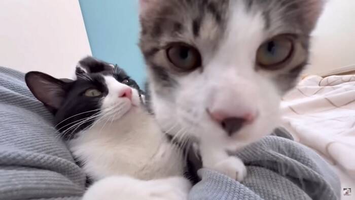 パパが猫達と添い寝してたら『ママ』が入室して…『幸せから一転』な光景が7.6万再生「ママが居なかったからｗ」「めっちゃ笑える」爆笑の声