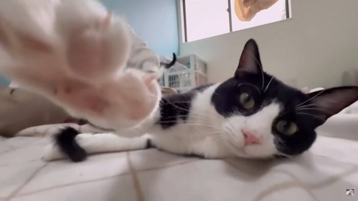 パパが猫達と添い寝してたら『ママ』が入室して…『幸せから一転』な光景が7.6万再生「ママが居なかったからｗ」「めっちゃ笑える」爆笑の声