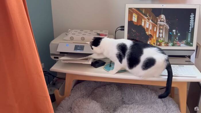 パパが猫達と添い寝してたら『ママ』が入室して…『幸せから一転』な光景が7.6万再生「ママが居なかったからｗ」「めっちゃ笑える」爆笑の声