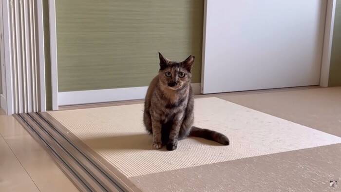 パパが猫達と添い寝してたら『ママ』が入室して…『幸せから一転』な光景が7.6万再生「ママが居なかったからｗ」「めっちゃ笑える」爆笑の声
