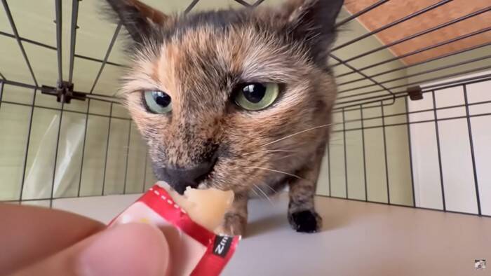 パパが猫達と添い寝してたら『ママ』が入室して…『幸せから一転』な光景が7.6万再生「ママが居なかったからｗ」「めっちゃ笑える」爆笑の声