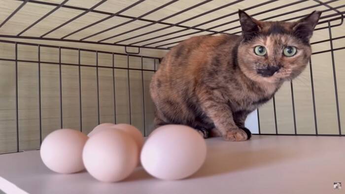 パパが猫達と添い寝してたら『ママ』が入室して…『幸せから一転』な光景が7.6万再生「ママが居なかったからｗ」「めっちゃ笑える」爆笑の声