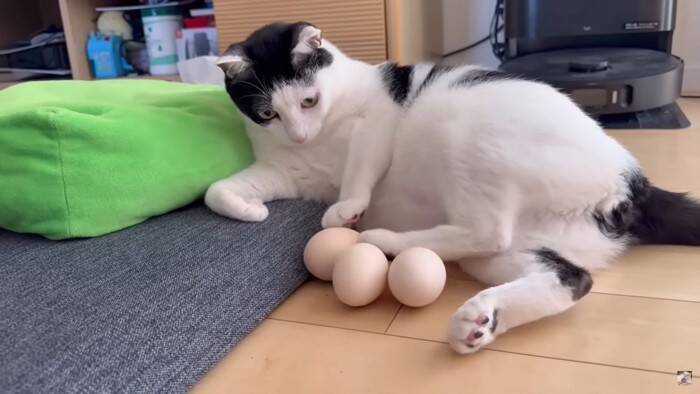 パパが猫達と添い寝してたら『ママ』が入室して…『幸せから一転』な光景が7.6万再生「ママが居なかったからｗ」「めっちゃ笑える」爆笑の声