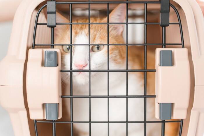 猫を連れて『バス』に乗るときの注意点5つ　守るべきマナーから必要な準備まで