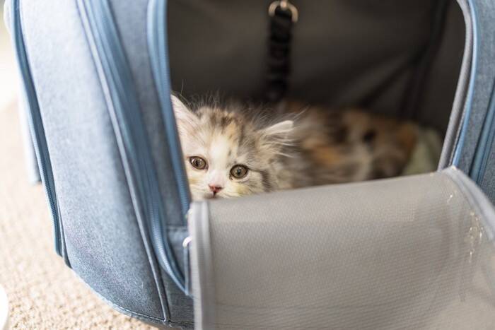 猫を連れて『バス』に乗るときの注意点5つ　守るべきマナーから必要な準備まで