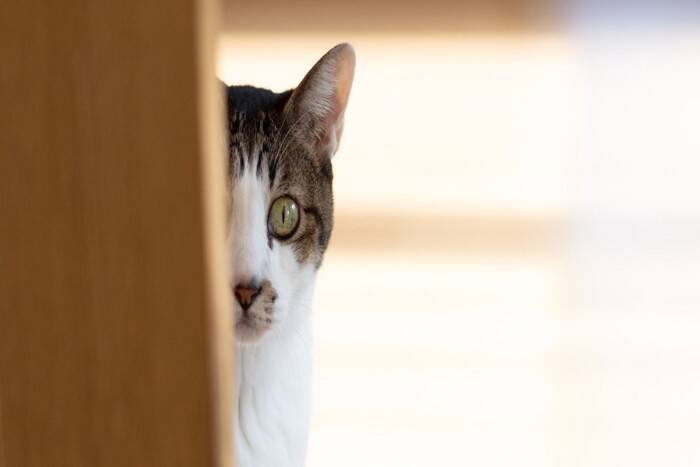 猫は飼い主の『容姿が変化』したらどう感じるの？よく見られる反応や心理をご紹介