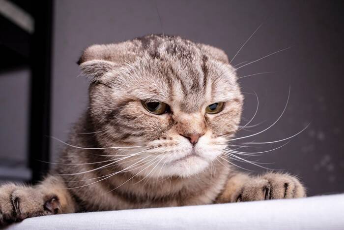 猫は飼い主の『容姿が変化』したらどう感じるの？よく見られる反応や心理をご紹介