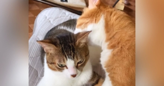 仲良く毛繕いしていた2匹の猫→間に『腕を入れてみた』結果…想像もしなかった『素敵すぎる展開』が58万再生「幸せタイムｗ」「天国か？ｗ」