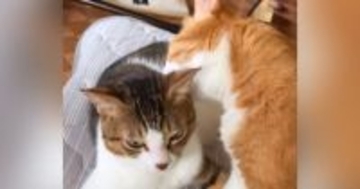 仲良く毛繕いしていた2匹の猫→間に『腕を入れてみた』結果…想像もしなかった『素敵すぎる展開』が58万再生「幸せタイムｗ」「天国か？ｗ」