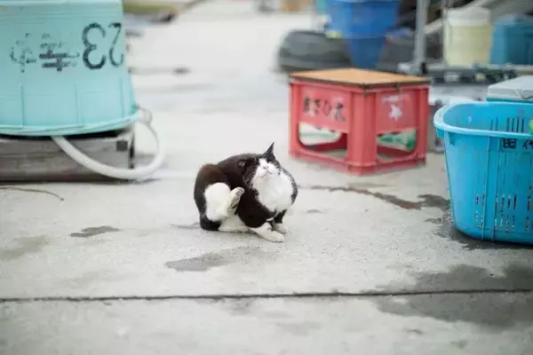 猫好きなら一度は訪れたい『猫の聖地』3選　全国各地のおすすめスポットをご紹介