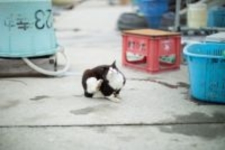 猫好きなら一度は訪れたい『猫の聖地』3選　全国各地のおすすめスポットをご紹介