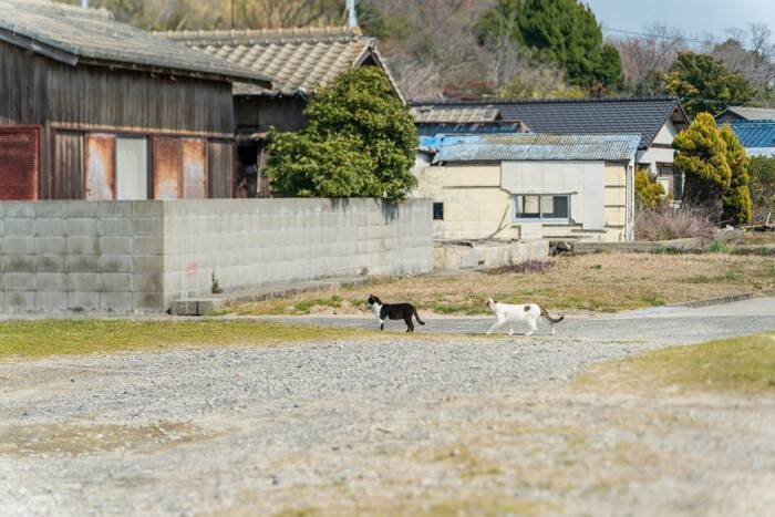 猫好きなら一度は訪れたい『猫の聖地』3選　全国各地のおすすめスポットをご紹介