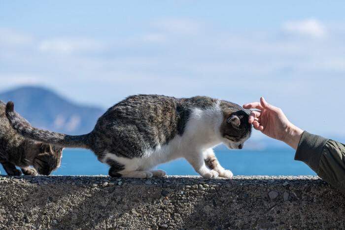 猫好きなら一度は訪れたい『猫の聖地』3選　全国各地のおすすめスポットをご紹介