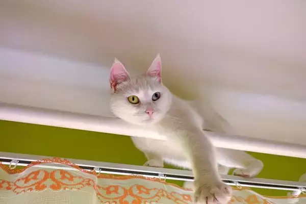 猫の飼い主が『思わず焦る』瞬間7選　ハラハラさせられる行動からトラブルの予防策まで