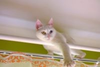 猫の飼い主が『思わず焦る』瞬間7選　ハラハラさせられる行動からトラブルの予防策まで