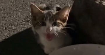 入院が必要なほどひどい状態だった『子猫』→保護されて、優しい先輩猫にお世話されると…現在の様子に感動の声「涙が出た」「素敵」