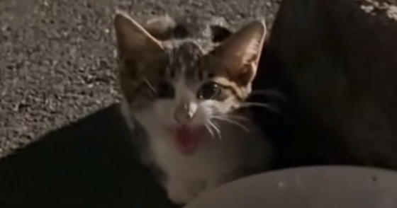 入院が必要なほどひどい状態だった『子猫』→保護されて、優しい先輩猫にお世話されると…現在の様子に感動の声「涙が出た」「素敵」